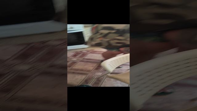 Как играть с кошкой ⚽ смотреть онлайн