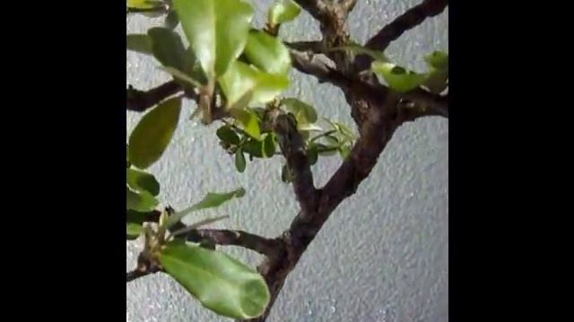 Ölweide Elaeagnus angustifolia Bonsai смотреть онлайн
