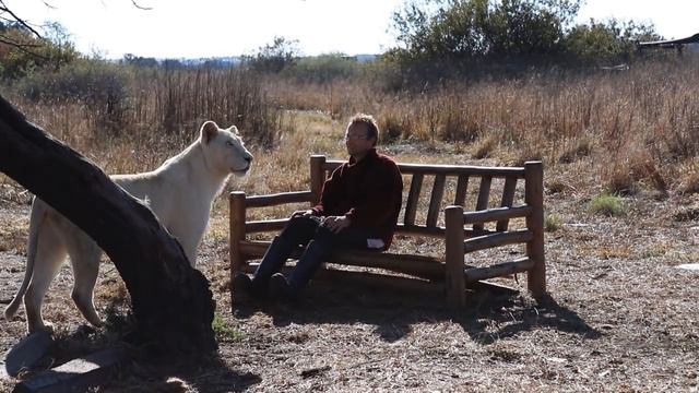 Львица Мия пришла обниматься. Lioness Mia Comes For Hugs