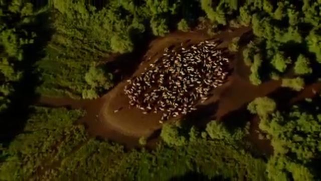 Home 2009 DvdRip Xvid