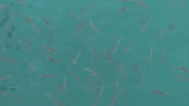 Рыбье царство смотреть онлайн