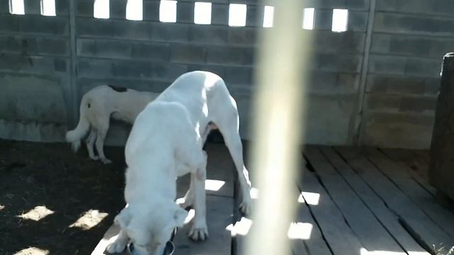 Алабай Одесса. ( архивное видео мододые собаки в возрасте до 1 года, сейчас этим собакам 4 года) смотреть онлайн