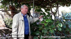 Вопросы по выращиванию киви