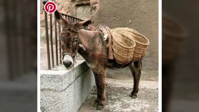 Брат Степан. Как можно, и почему нужно за все благодарить Бога ... 06.03.2019г. Питер смотреть онлайн