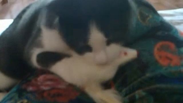 Кошка Даша и её любимая мышка Сонечка смотреть онлайн