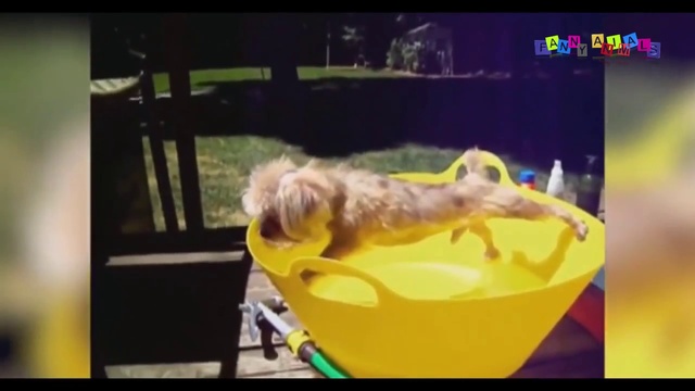 Кошки и собаки. Прикол. смотреть онлайн