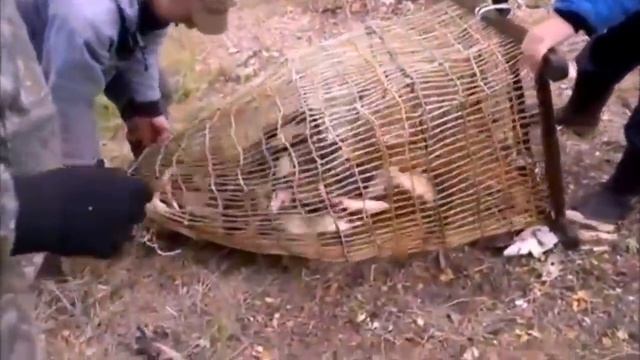 Ловля рыбы мордой в Нижневартовске смотреть онлайн
