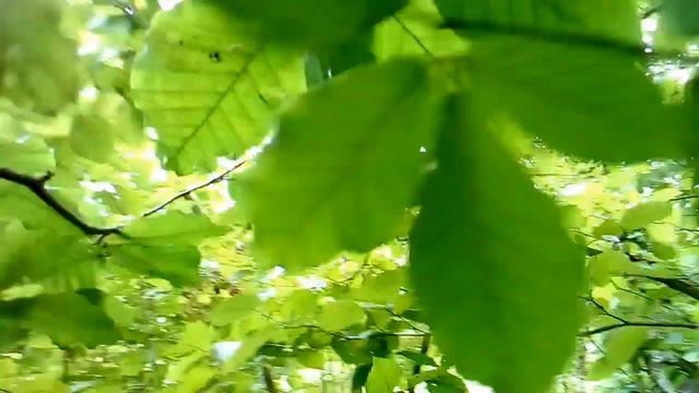 |Гора Шпили|село Курджиново|КЧР|Северный Кавказ| смотреть онлайн