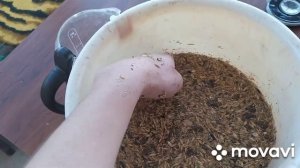 ферментация зерна| подробно показываю| всем хорошей яйценоскости|живое зерно|