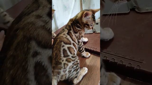 Ярко-рыжий бенгальский мальчик