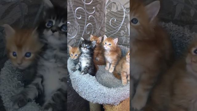 Котята Мейн кун, отличный подарок на Новый год, почти всех забронили - успевай забрать свою булочку смотреть онлайн