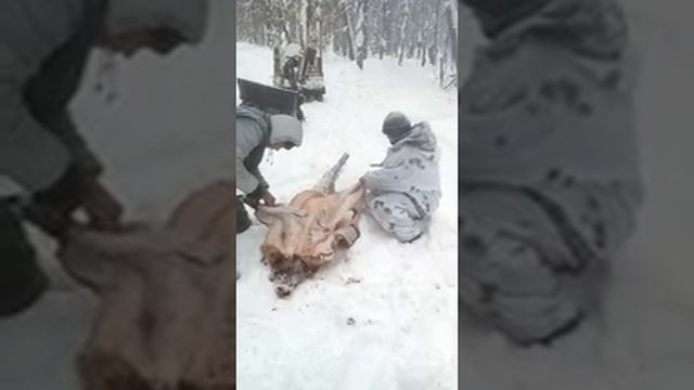 02.02.2019 .Добыли кабана .