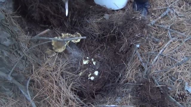 Дед о сборе грибов смотреть онлайн