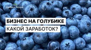 Сколько можно заработать на плантации голубики?