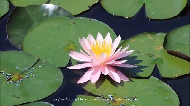 Nymphaea odorata Jardim Botânico-SP 19 3 2018 Antonio Silveira смотреть онлайн