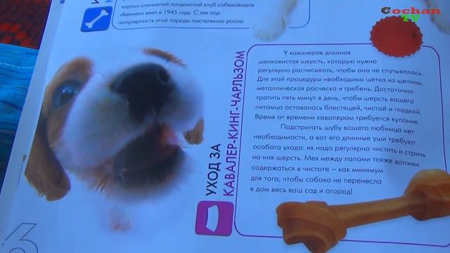 Журнал The Dog Collection №1 спаниель. Обзор. Патворщик шоу.