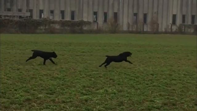 The Best Guardian Dog - CANE CORSO смотреть онлайн