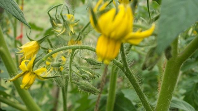 Меню для томатов. Что и когда любит томат смотреть онлайн