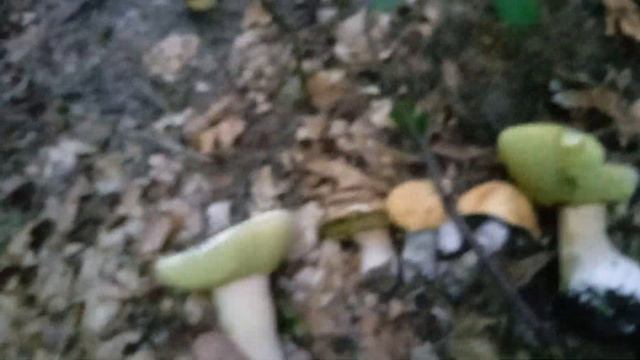 НАГУЄВИЧІ. НЕЗВИЧАЙНИЙ НАТЮРМОРТ смотреть онлайн