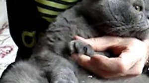 Как подстричь когти коту из Британии