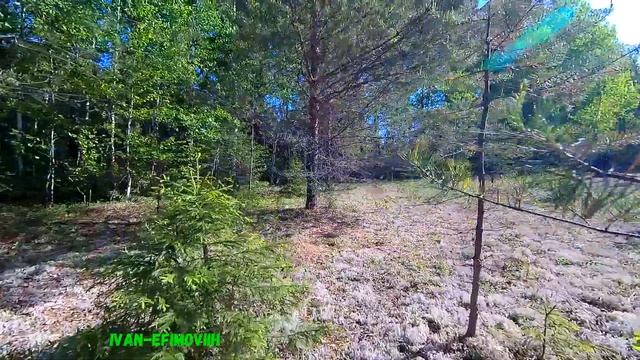 Лес Урала Май 2023г. смотреть онлайн