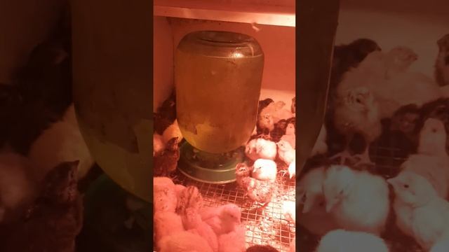 птенцы перепелов. 7 разных пород перепелов. смотреть онлайн