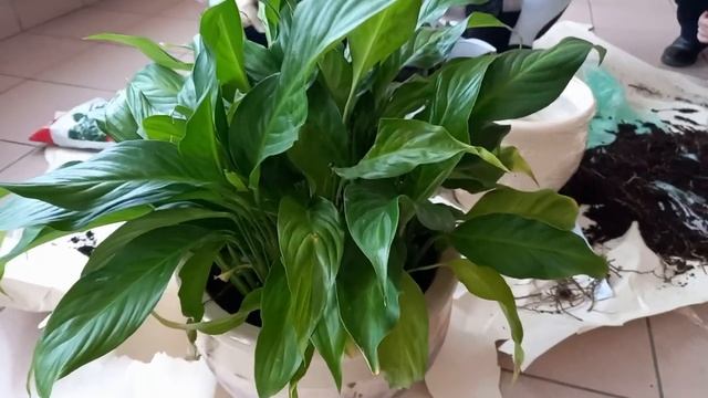 Пересадка спатифиллума Продолжение смотреть онлайн