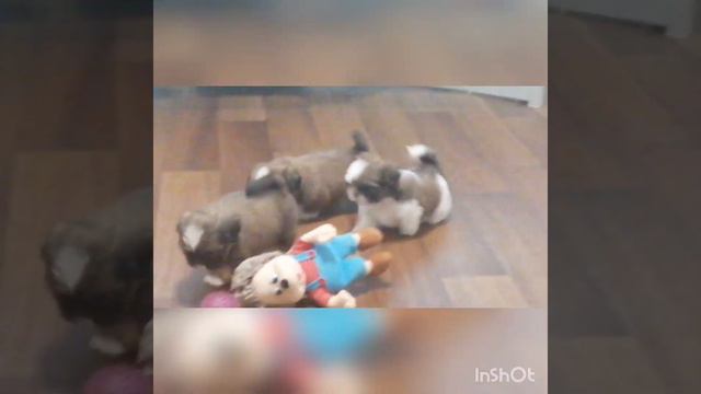 🐶щенки готовы к резерву на 10.08.23 свободно 2 кобеля. 89210983100 Ксения (WhatsApp) смотреть онлайн
