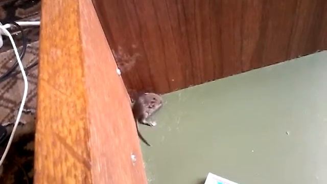 Мышь меньше спичечного коробка смотреть онлайн