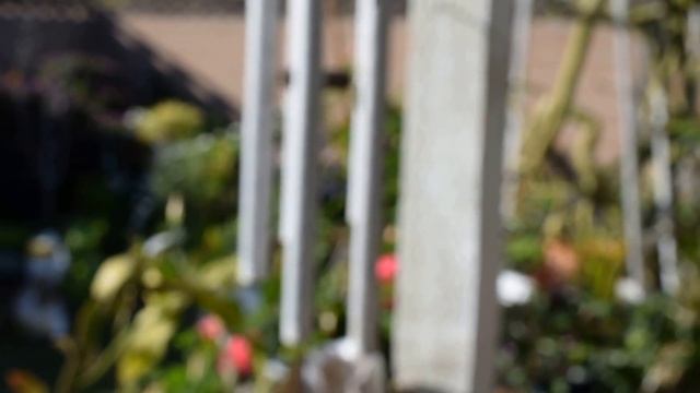 Nikon D3300 Kit Lens (Nikkor 18-55mm) Video Recording Test (Manual Focus)