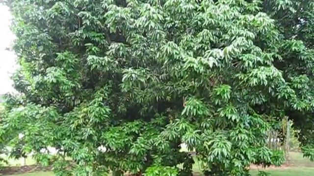 Litchi Chinensis Hak Ip Huge Tree