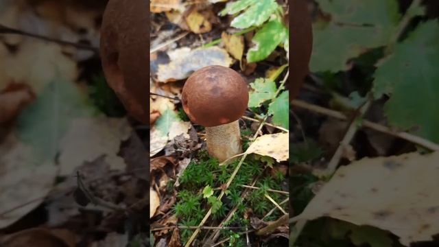 Анастасия Пчелина 22.09.2023 Ленинградская область Ломоносовский район гриб подосиновик смотреть онлайн