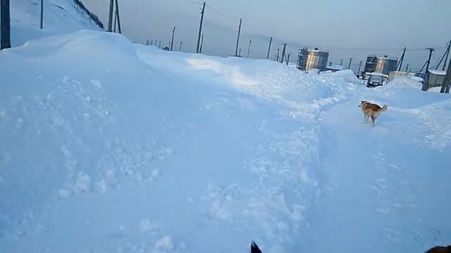 Босиком по снегу, день 47!? смотреть онлайн