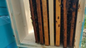 Вывод маток. (подготовка семьи воспитательницы)