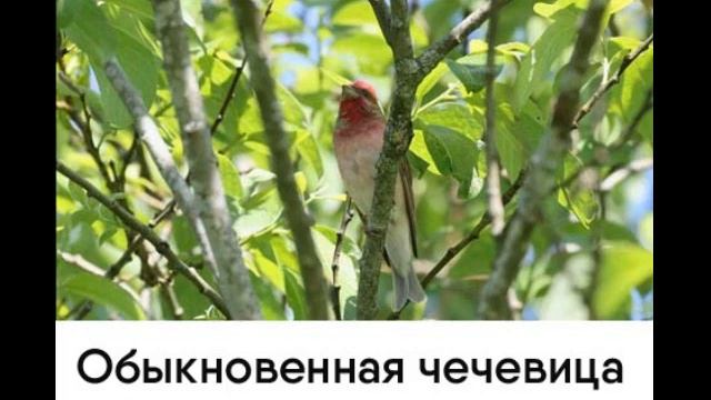 Обыкновенная чечевица Carpodacus erythrinus смотреть онлайн