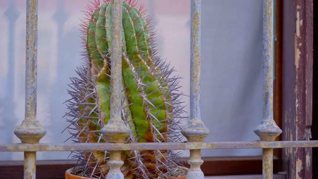 Кактусы. Что такое кактус?. История кактусов. смотреть онлайн