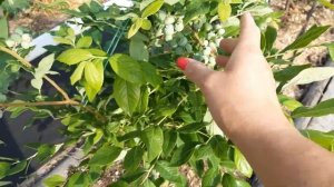 ГОЛУБИКА! Подкормки для отличного урожая!#blueberry#голубика#уходзаголубикой#посадкаголубики