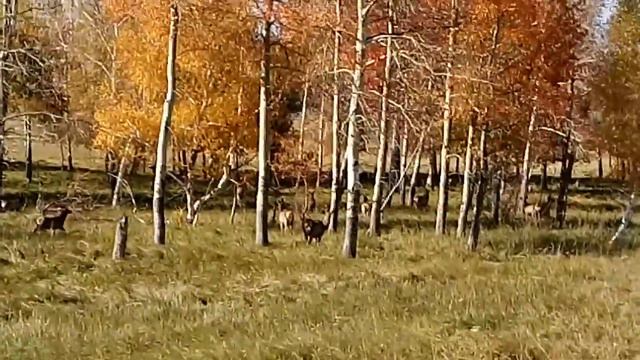 Разведение марала в вольере 400га. Maral breeding in an aviary of 400 hectares смотреть онлайн