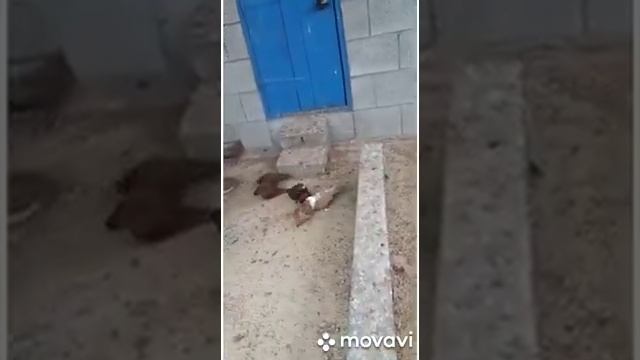 Благодарненские бойные голуби Токарь В.А. Голубь - птица мира. смотреть онлайн