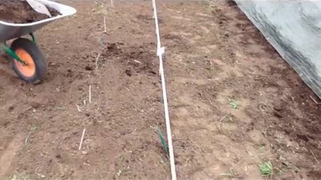 Посадка сладкой кукурузы.mp4 смотреть онлайн