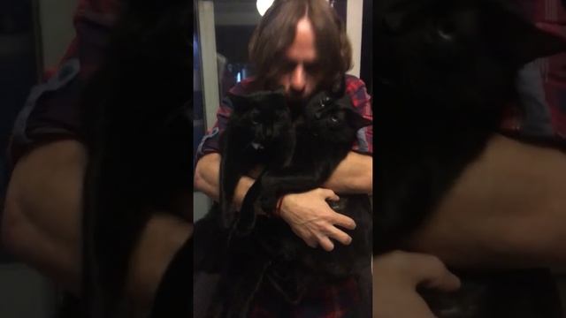 Crazy Catman смотреть онлайн