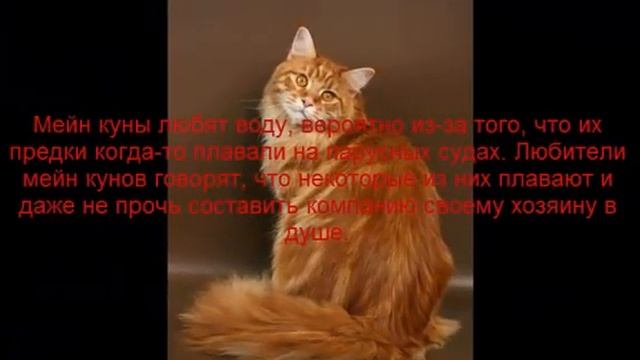 мейн кун описание породы содержание и уход смотреть онлайн
