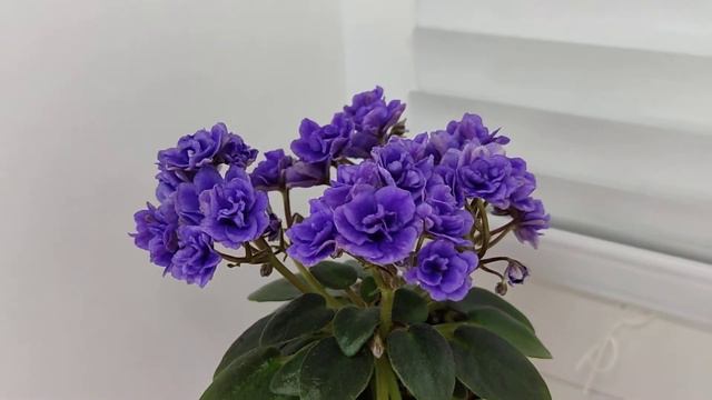 Фиалка Blue Scoundrel смотреть онлайн