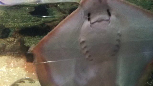 Океанариум в Адлере 2014 г.