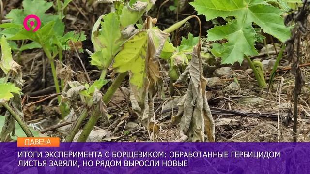 Эксперимент с борщевиком смотреть онлайн