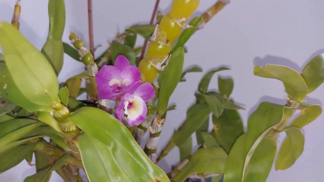 Dendrobium nobile смотреть онлайн