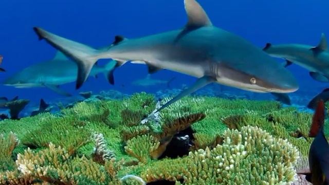 Водные обитатели смотреть онлайн