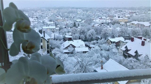 ВЫГОНКА ТЮЛЬПАНОВ К 8 МАРТА НА ЛОДЖИИ В ДОМАШНИХ УСЛОВИЯХ- РЕАЛЬНО? смотреть онлайн