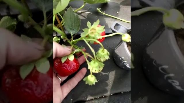 Поздний сорт клубники Мальвина Ферма "Омская Ягода" смотреть онлайн