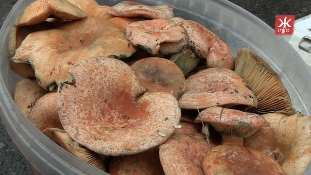 Вартість грибів на житомирському ринку та поради лікаря, як діяти у разі отруєння - Житомир.info смотреть онлайн